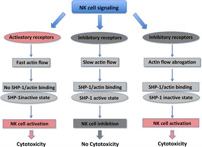 Mechanosensation and Mechanotransduction in Natural Killer Cells